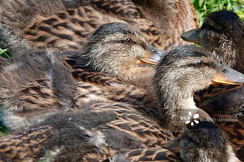 正在长大的复活节小鸭，小鸭特写，英国梅德斯通比尔斯特德图片素材