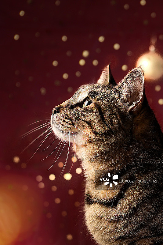 圣诞节的狸花猫图片素材