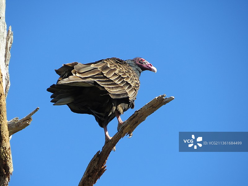 秃鹰：低角度拍摄的栖息在树枝上的老鹰，背景是蔚蓝的天空图片素材