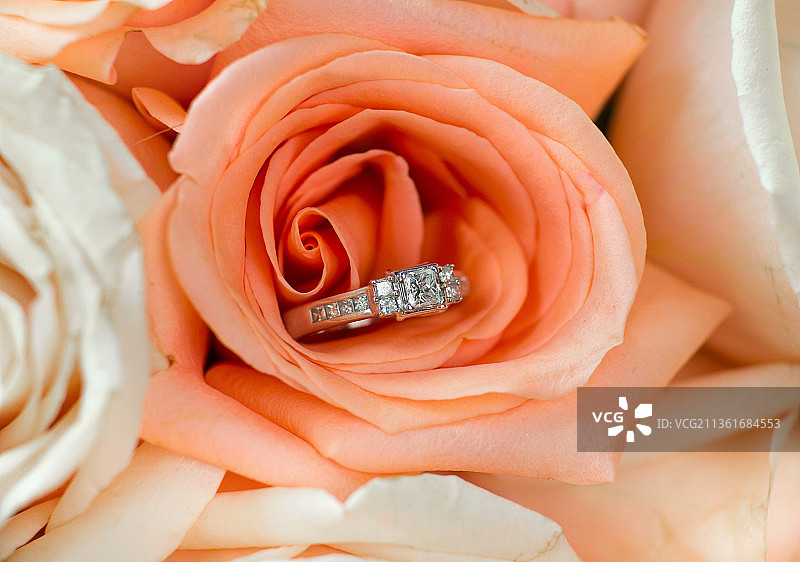 玫瑰上的结婚戒指特写，美国爱达荷州图片素材