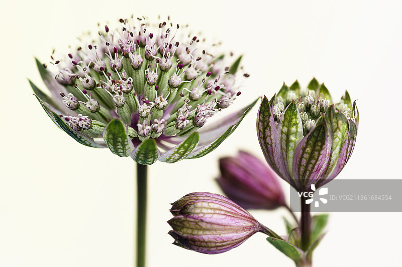 大星芹，紫色开花植物的特写，白色背景图片素材
