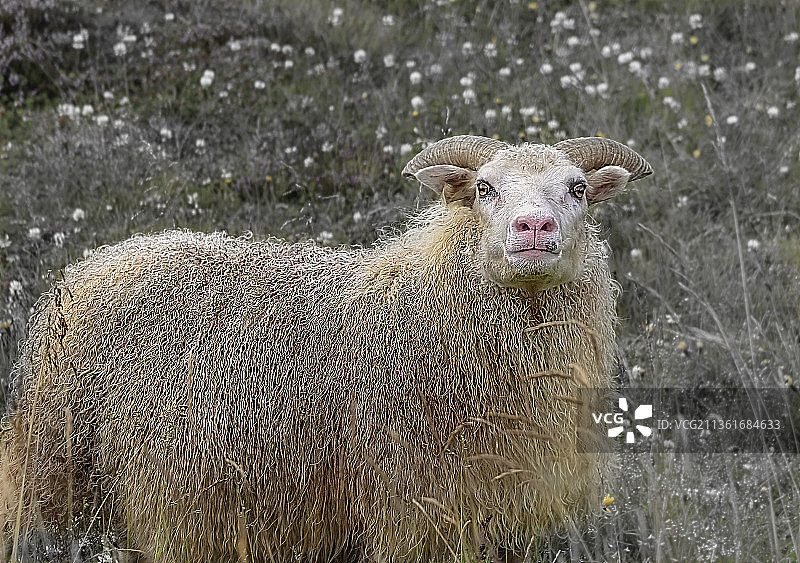 矿车与田野羊群肖像图片素材