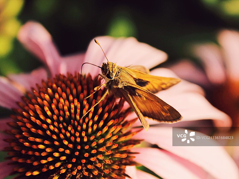 粉色花朵上的飞蛾：蝴蝶在花朵上授粉的特写图片素材