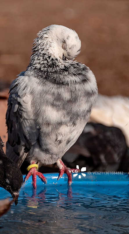 岸边寒鸦特写图片素材