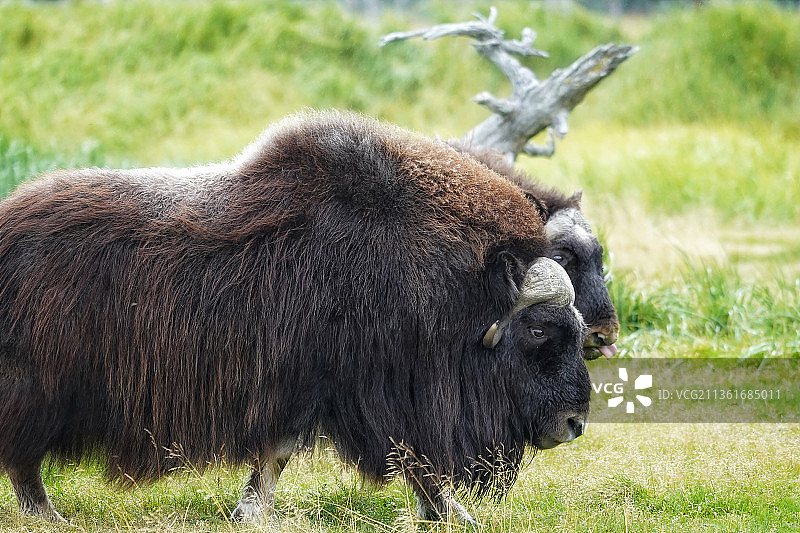 美国阿拉斯加州田野上的熊特写图片素材