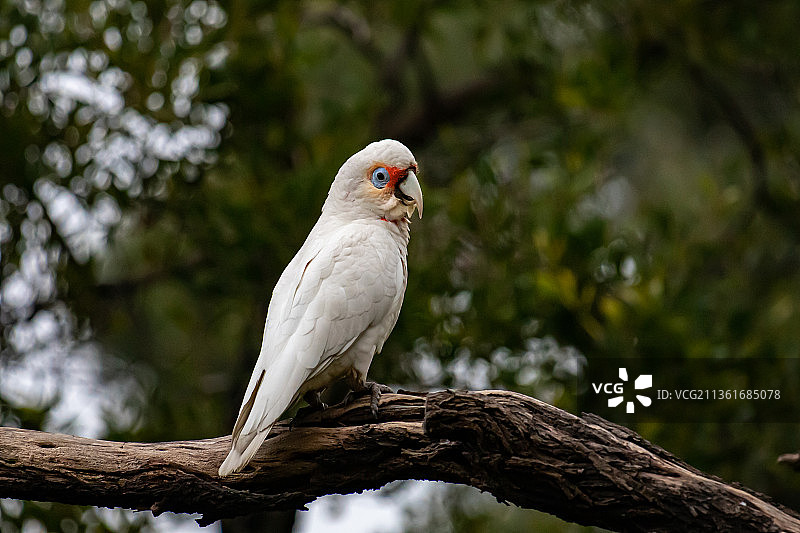 低角度拍摄栖息在树枝上的鹰，澳大利亚维多利亚州墨尔本图片素材