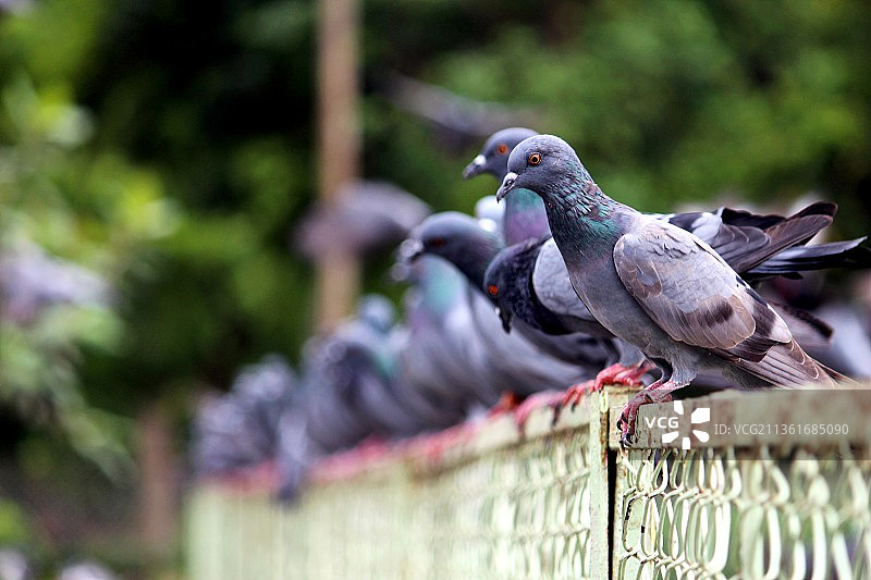 栖息在栅栏上的鸟儿特写图片素材