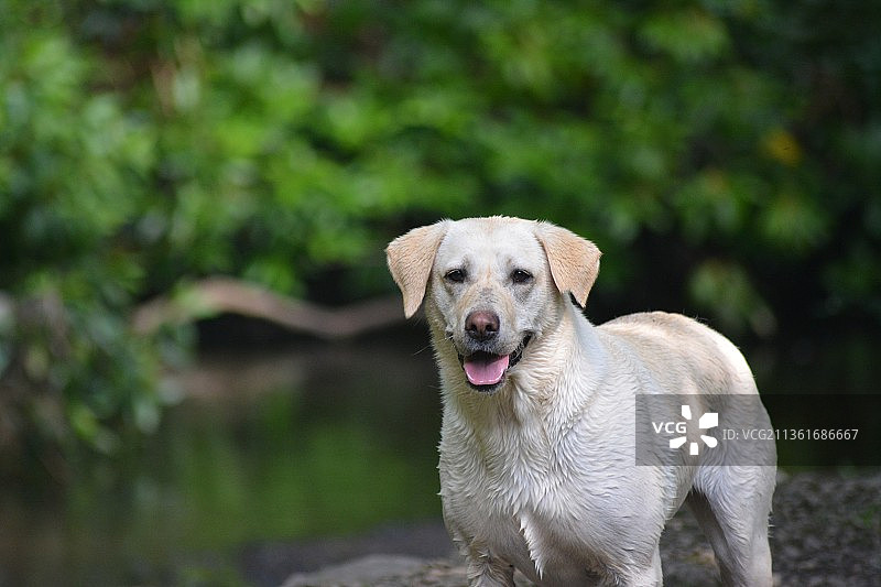站在岩石上的拉布拉多寻回犬的肖像，英国图片素材