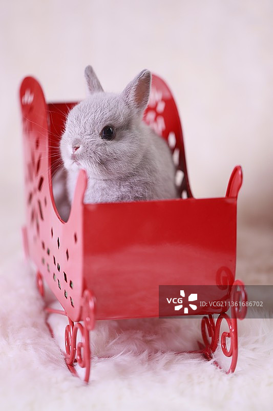 红色雪橇里的可爱圣诞兔子图片素材