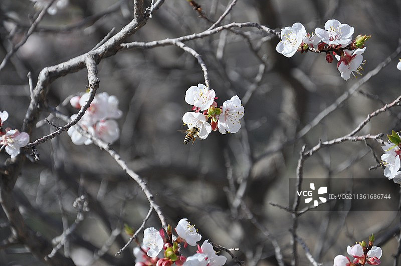 阿曼瓦坎，春天樱花的特写图片素材