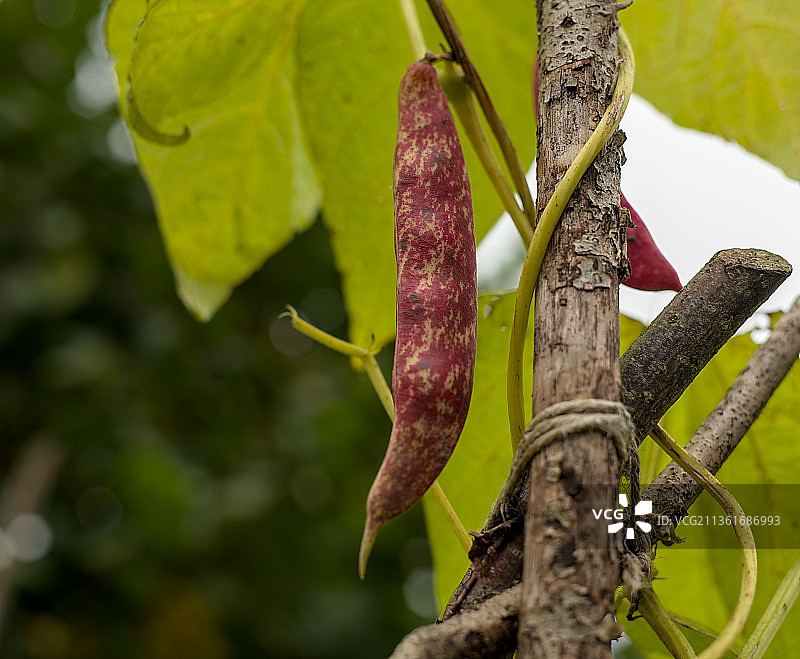 常春藤在树上生长特写图片素材