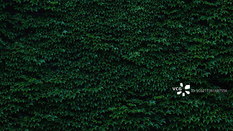 树上生长的常春藤全画幅照片图片素材