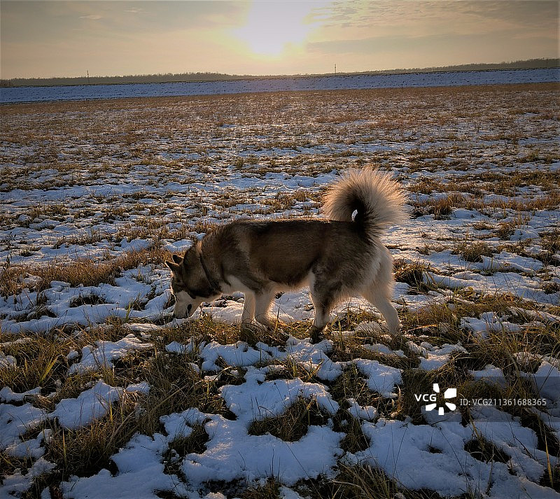 日落时分雪景覆盖的大地风光图片素材