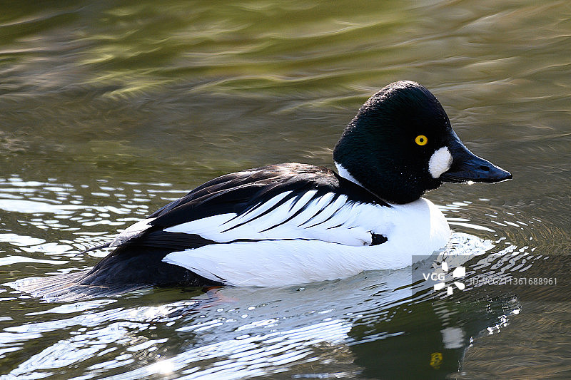 金色眼睛：在湖中游泳的海鸭特写，芬兰图片素材