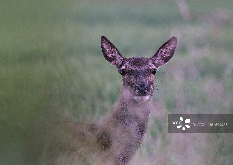 在田野上站立的白色人物肖像（英国奥克特拉德）图片素材