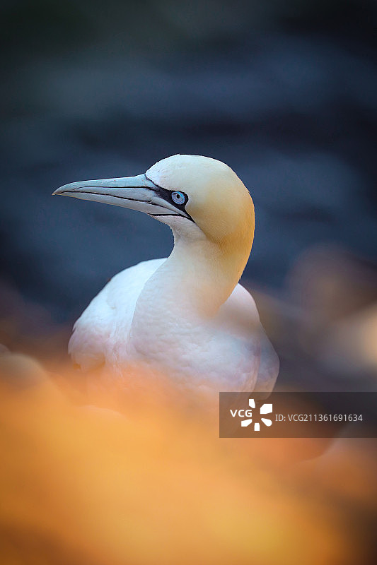 北方塘鹅户外栖息特写图片素材