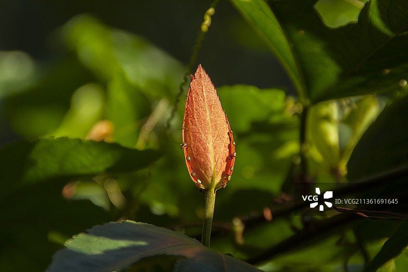 简约：户外生长的花蕾特写图片素材