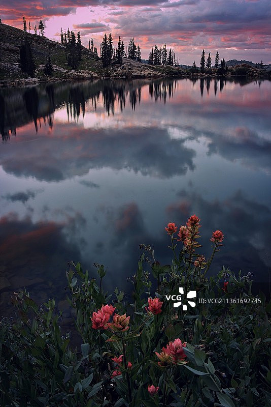 与天空相映衬的印度画笔花，日落时分的湖泊景色，美国瓦萨奇山脉图片素材