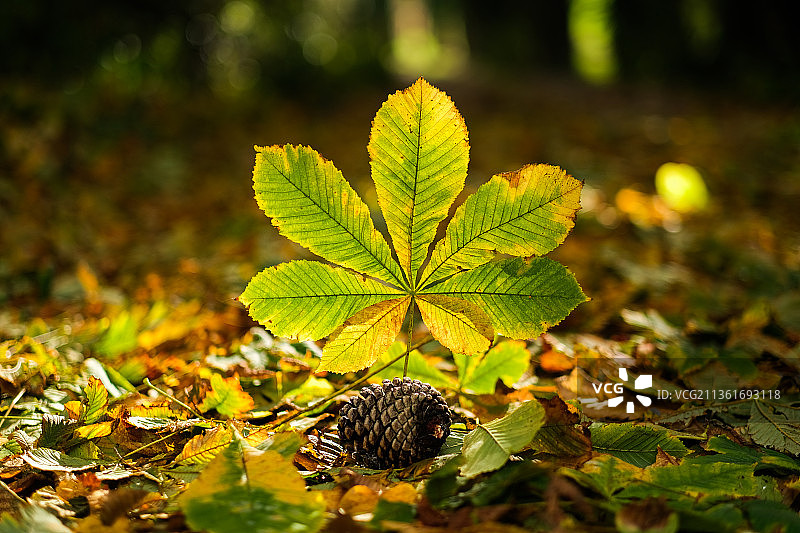 爱尔兰基尔肯尼田野上的黄色枫叶特写图片素材