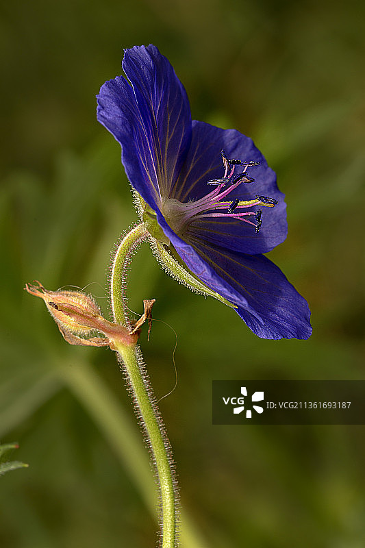 紫色老鹳草花朵特写图片素材