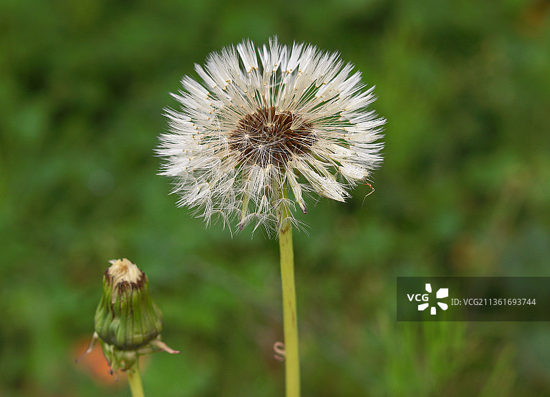 蒲公英花朵特写，加拿大不列颠哥伦比亚省萨里图片素材