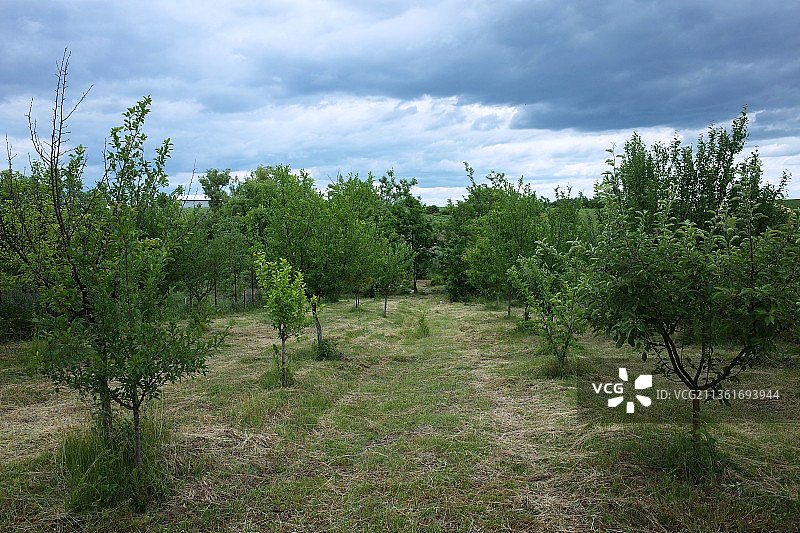 多云天空下的果园，田野上的树木，罗马尼亚图片素材