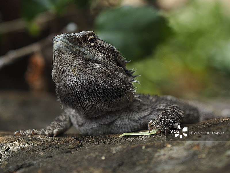 鬣蜥在岩石上的特写图片素材