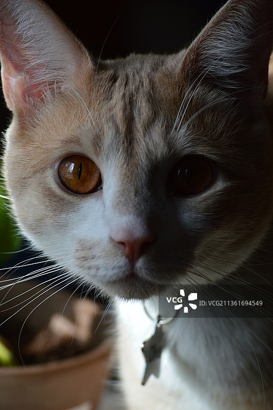 毛色浅黄的猫特写，科林斯堡，科罗拉多州，美国图片素材