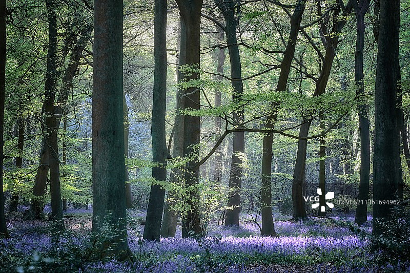 森林中的树木图片素材