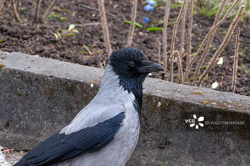 公园里的鸟，栖息在挡土墙上的鸽子特写图片素材