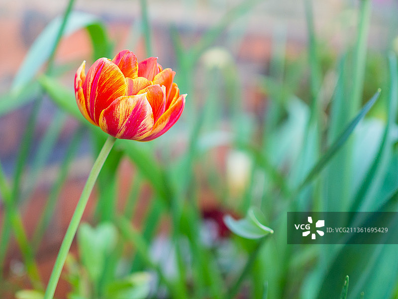 英国沃灵顿田野上的红色花朵特写图片素材