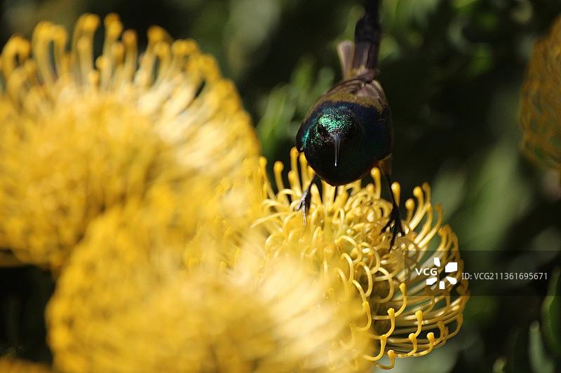 克斯腾伯斯鸟，昆虫在黄花上的特写，南非开普敦图片素材
