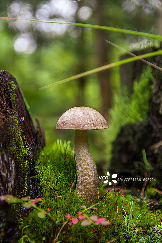 蘑菇在田间生长的特写镜头图片素材