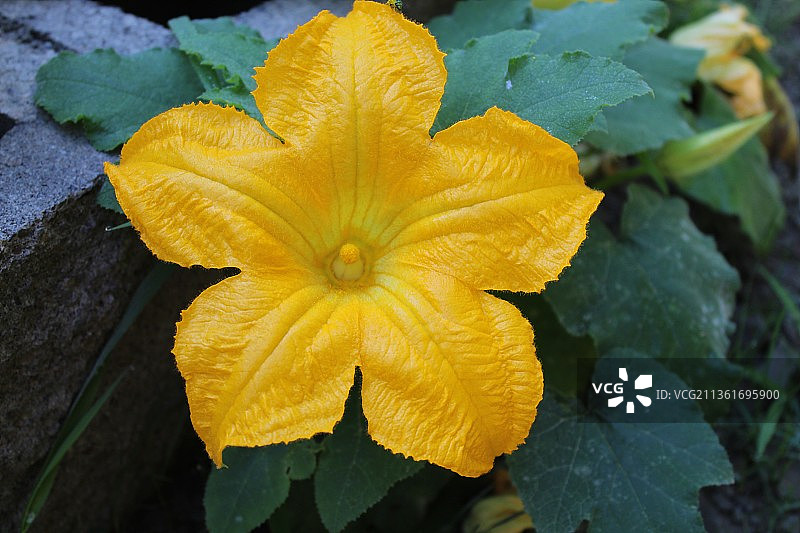 湿润的黄色玫瑰南瓜花特写图片素材