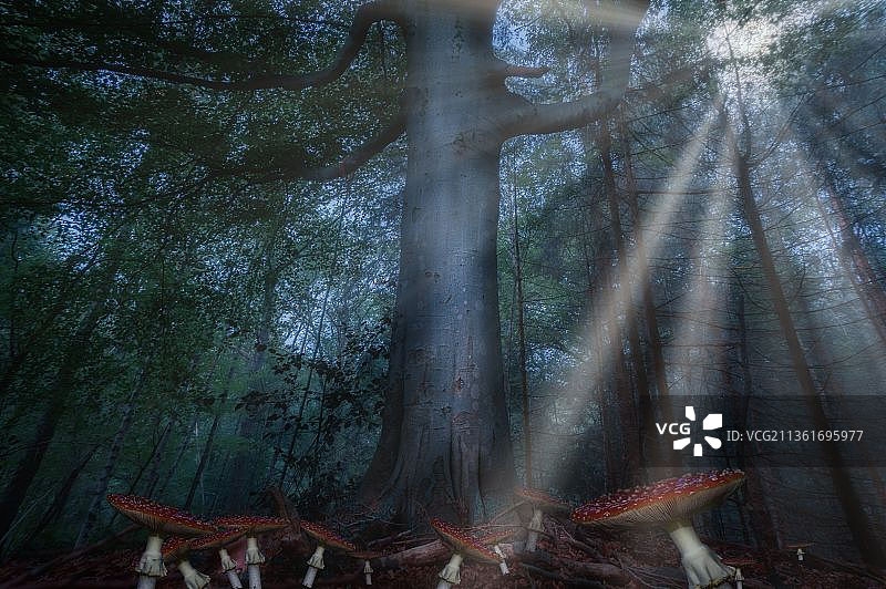 森林中树木的低角度景观图片素材