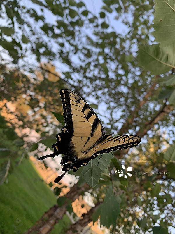 美国内布拉斯加州里奇兰七世，树叶上的蝴蝶特写图片素材