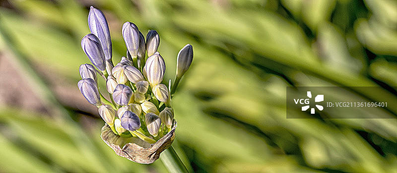 紫色百子莲特写，阿根廷布宜诺斯艾利斯图片素材