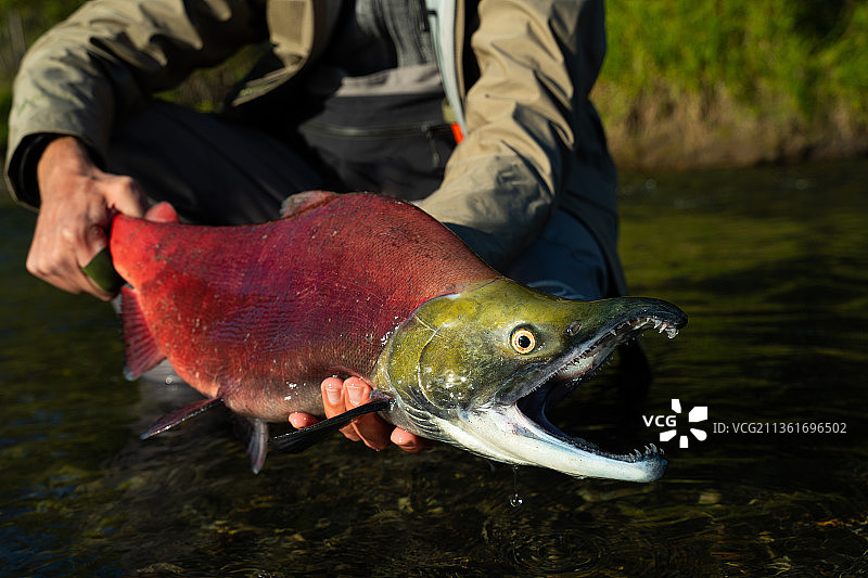 渔夫将红鱼放回水中图片素材