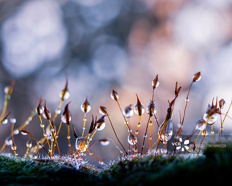 田野中生长的植物特写，希腊图片素材