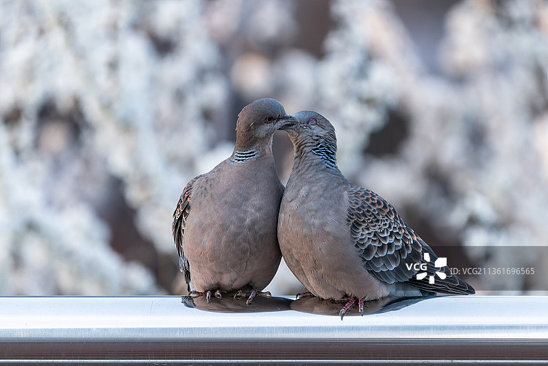 栏杆上鸟类栖息特写图片素材