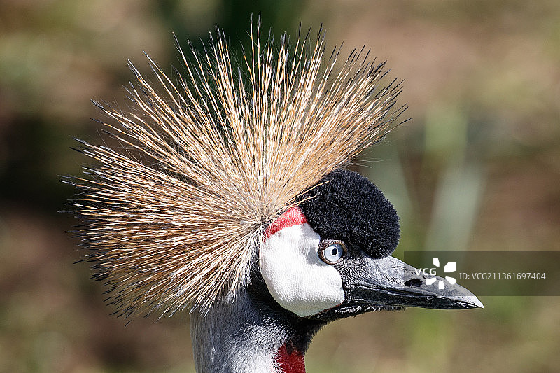 灰冠鹤的特写图片素材