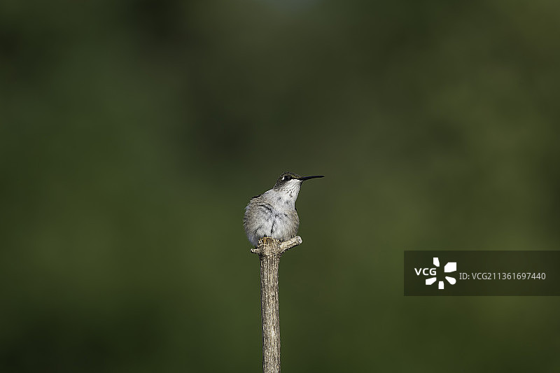 美国密苏里蜂鸟栖息于植物上图片素材