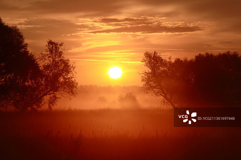 日落时田野上树木对天空的剪影图片素材
