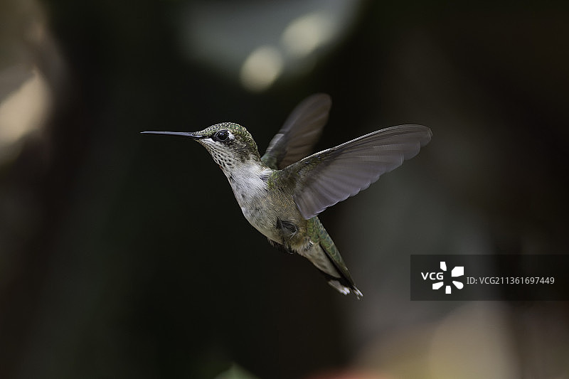 飞行中的蜂鸟（美国密苏里州蜂鸟）图片素材