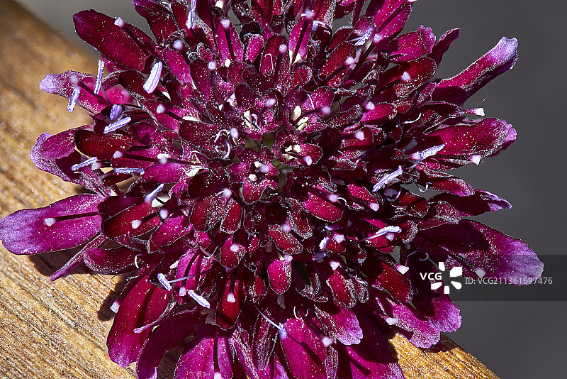 紫色花朵桌面特写图片素材