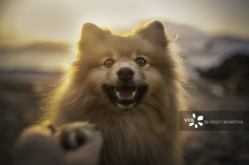 可爱小狗肖像：日落时分在田野上的博美犬特写，巴西图片素材