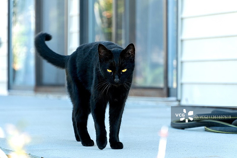 黑猫肖像图片素材