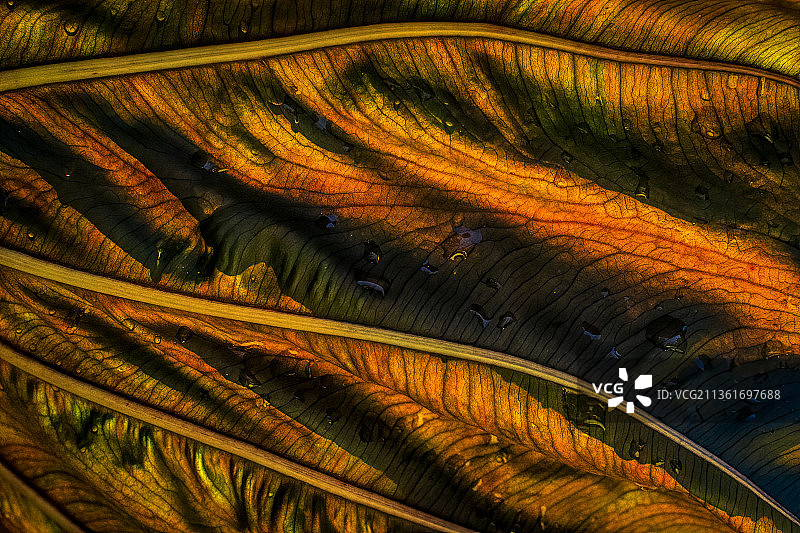 阳光穿过树叶，吉布斯花园抽象图案（美国）图片素材