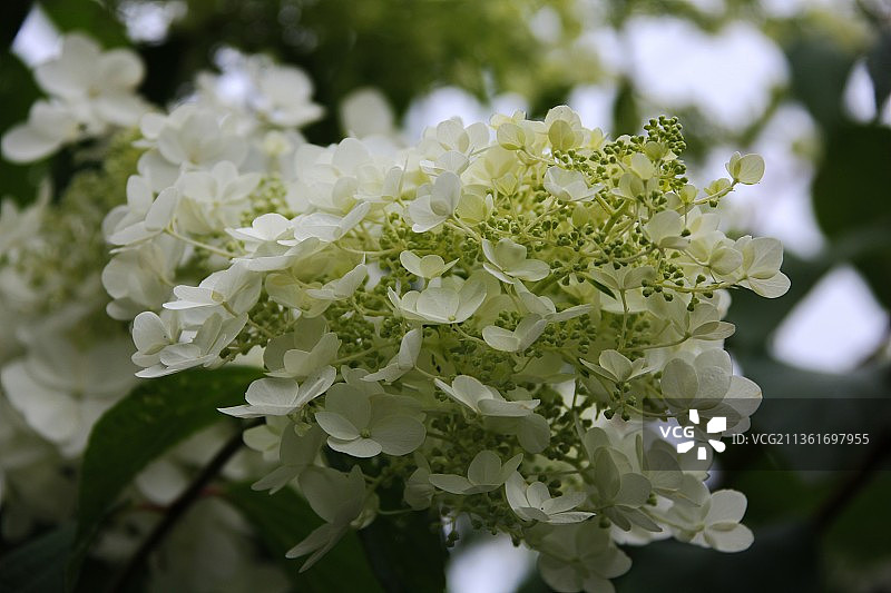 英国兰伯赫斯特白色开花植物特写图片素材