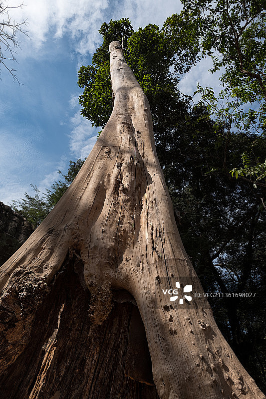 柬埔寨吴哥窟高大树木图片素材